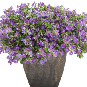 Sutera Cordata 'Great Blue'