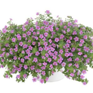 Sutera Cordata Scopia ® 'Gulliver Pink Heart'