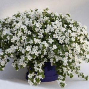 Sutera Cordata Scopia ® 'Gulliver Dynamic White'