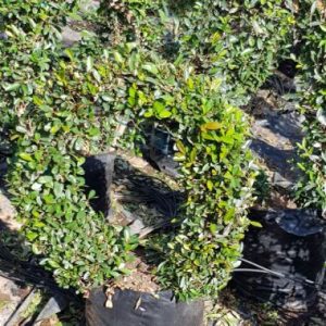 Syzygium paniculatum