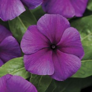 Vinca Purple