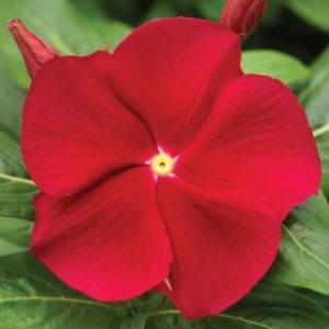Vinca Red(Scarlet)