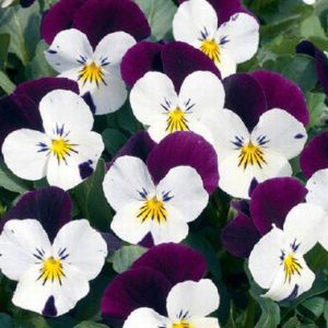 Viola ‘Malanseuns Johnny Jump Up’
