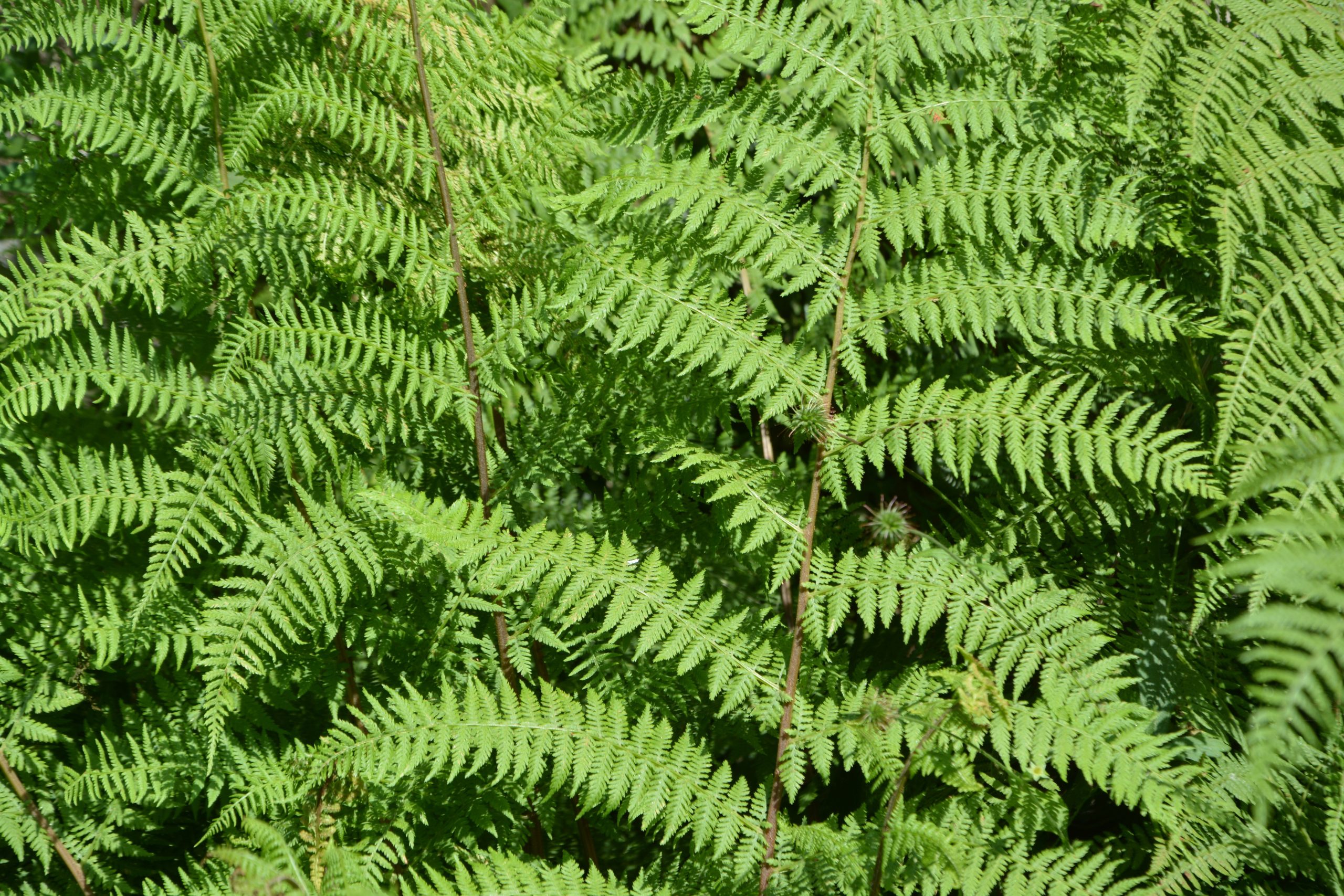 jaclou-dl-plant-4130727