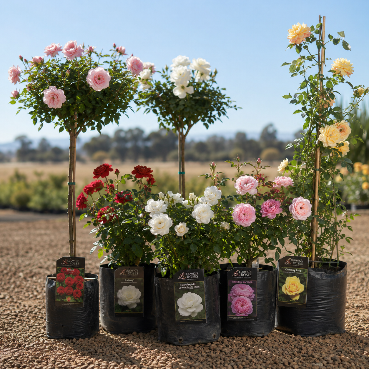 ref roses